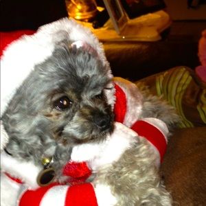 Santa suit for your adorable fur baby in size extra small